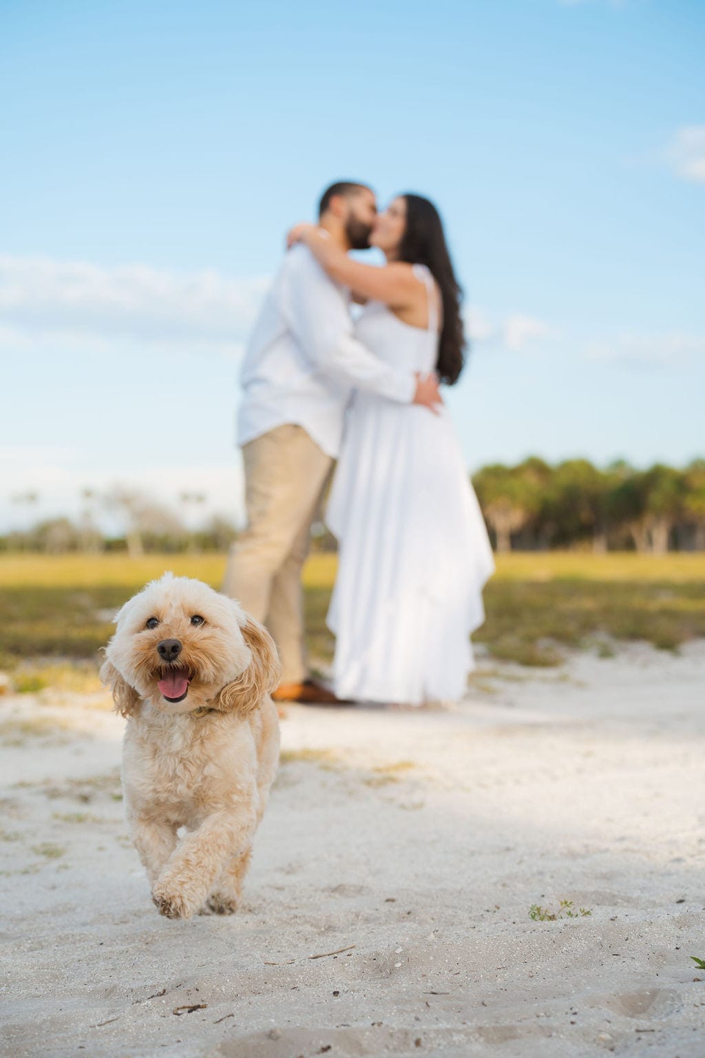 Goldendoodle running toward camera couple kissing behind